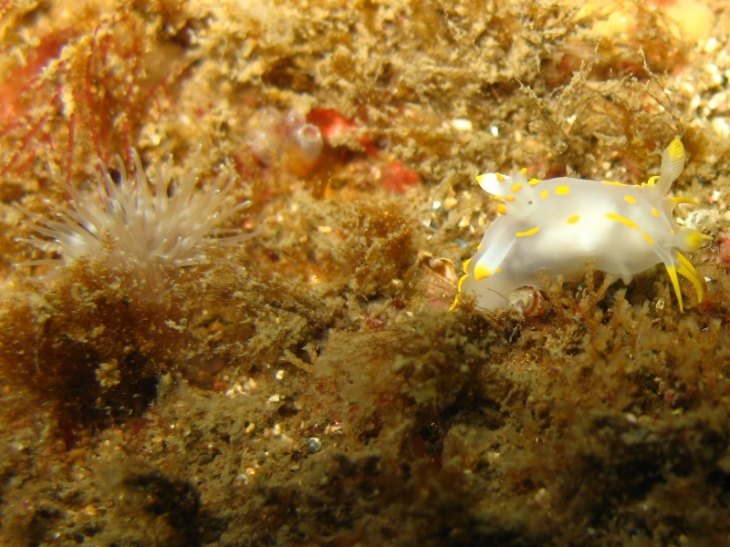 2009-05-25 St Abbs 040.jpg